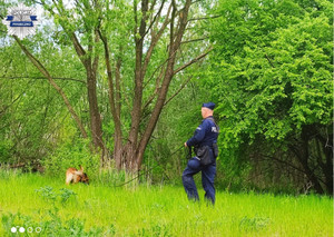 Przewodnik wraz z psem tropiącym w trakcie akcji poszukiwawczej zaginionej dziewczynki