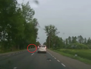 Jadący samochód, na poboczu stoi łoś, opis w tekście