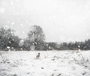 zdjęcie psa na śniegu