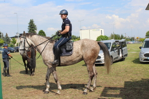 Policjant siedzi na koniu.