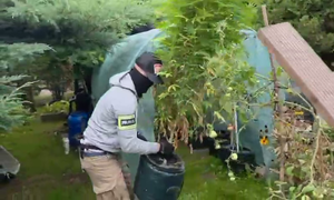 Na Rodzinnych Ogródkach Działkowych uprawiał nie tylko pomidory, ale również... marihuanę - został objęty policyjnym dozorem