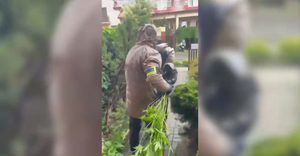 Marihuana na przydomowej rabatce
